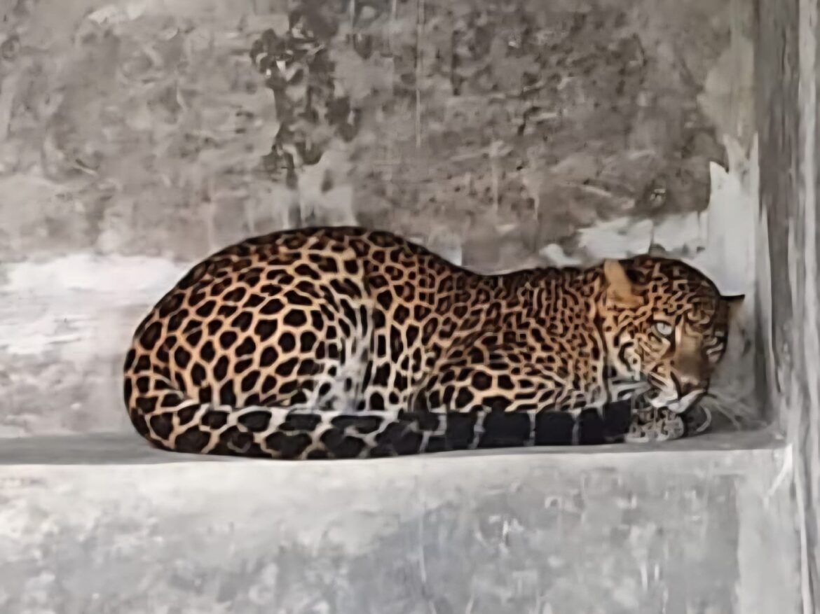 Macan Tutul yang Kabur di Lembang Park & Zoo Belum Juga Bisa Ditangkap?