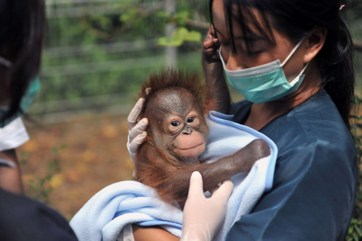 Tama, Bayi Orangutan Kalimantan di Bandung Zoo yang Menjadi Harapan Baru di Tengah Konflik